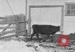 Image of Farm of Crow Native American Indian tribe Montana United States USA, 1921, second 11 stock footage video 65675041807