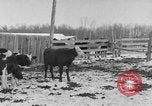 Image of Farm of Crow Native American Indian tribe Montana United States USA, 1921, second 15 stock footage video 65675041807