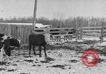 Image of Farm of Crow Native American Indian tribe Montana United States USA, 1921, second 16 stock footage video 65675041807