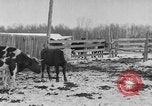 Image of Farm of Crow Native American Indian tribe Montana United States USA, 1921, second 17 stock footage video 65675041807