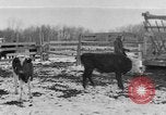 Image of Farm of Crow Native American Indian tribe Montana United States USA, 1921, second 19 stock footage video 65675041807