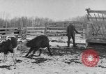 Image of Farm of Crow Native American Indian tribe Montana United States USA, 1921, second 20 stock footage video 65675041807