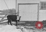 Image of Farm of Crow Native American Indian tribe Montana United States USA, 1921, second 26 stock footage video 65675041807