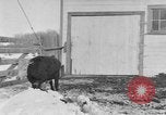 Image of Farm of Crow Native American Indian tribe Montana United States USA, 1921, second 27 stock footage video 65675041807
