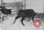Image of Farm of Crow Native American Indian tribe Montana United States USA, 1921, second 34 stock footage video 65675041807