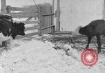 Image of Farm of Crow Native American Indian tribe Montana United States USA, 1921, second 35 stock footage video 65675041807