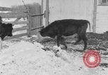 Image of Farm of Crow Native American Indian tribe Montana United States USA, 1921, second 36 stock footage video 65675041807