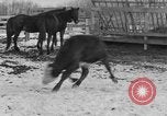 Image of Farm of Crow Native American Indian tribe Montana United States USA, 1921, second 40 stock footage video 65675041807