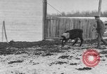 Image of Farm of Crow Native American Indian tribe Montana United States USA, 1921, second 49 stock footage video 65675041807