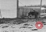 Image of Farm of Crow Native American Indian tribe Montana United States USA, 1921, second 55 stock footage video 65675041807