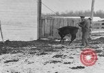 Image of Farm of Crow Native American Indian tribe Montana United States USA, 1921, second 58 stock footage video 65675041807