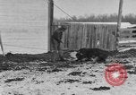 Image of Farm of Crow Native American Indian tribe Montana United States USA, 1921, second 60 stock footage video 65675041807