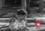Image of Reza Shah Pahlavi Iran, 1943, second 18 stock footage video 65675041816