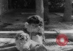 Image of Reza Shah Pahlavi Iran, 1943, second 19 stock footage video 65675041816