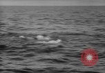 Image Isaac Papke Farallon Island California USA, 1965, de la seconde 29 séquences d'archives historiques vidéo 65675041876