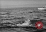 Image Isaac Papke Farallon Island California USA, 1965, de la seconde 50 séquences d'archives historiques vidéo 65675041876