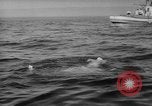 Image Isaac Papke Farallon Island California USA, 1965, de la seconde 51 séquences d'archives historiques vidéo 65675041876