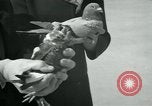 Image of Alfred Hitchcock United States USA, 1963, second 16 stock footage video 65675041910