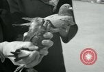 Image of Alfred Hitchcock United States USA, 1963, second 17 stock footage video 65675041910