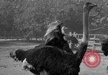 Immagine di La Metro Goldwyn Mayer Studios California United States USA, 1950, secondo 28 filmato di repertorio 65675041951