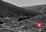 Standbild Yak Schlacht Kumbum Tibet, 1930, aus Sekunde 22 historischem Filmmaterial Videoclip 65675041972