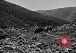 Standbild Yak Schlacht Kumbum Tibet, 1930, aus Sekunde 23 historischem Filmmaterial Videoclip 65675041972