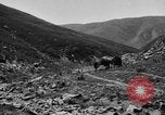 Standbild Yak Schlacht Kumbum Tibet, 1930, aus Sekunde 38 historischem Filmmaterial Videoclip 65675041972