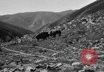 Standbild Yak Schlacht Kumbum Tibet, 1930, aus Sekunde 49 historischem Filmmaterial Videoclip 65675041972