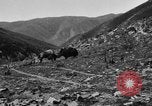 Standbild Yak Schlacht Kumbum Tibet, 1930, aus Sekunde 53 historischem Filmmaterial Videoclip 65675041972