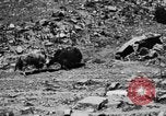 Standbild Yak Schlacht Kumbum Tibet, 1930, aus Sekunde 55 historischem Filmmaterial Videoclip 65675041972