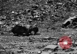 Standbild Yak Schlacht Kumbum Tibet, 1930, aus Sekunde 58 historischem Filmmaterial Videoclip 65675041972