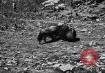 Standbild Yak Schlacht Kumbum Tibet, 1930, aus Sekunde 59 historischem Filmmaterial Videoclip 65675041972