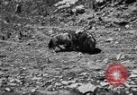 Standbild Yak Schlacht Kumbum Tibet, 1930, aus Sekunde 60 historischem Filmmaterial Videoclip 65675041972