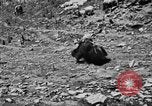 Standbild Yak Schlacht Kumbum Tibet, 1930, aus Sekunde 61 historischem Filmmaterial Videoclip 65675041972