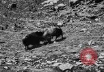 Standbild Yak Schlacht Kumbum Tibet, 1930, aus Sekunde 62 historischem Filmmaterial Videoclip 65675041972
