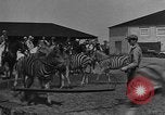 Standbild Zebras und Pferde im Circus Sarasota Florida USA, 1930, aus Sekunde 12 historischem Filmmaterial Videoclip 65675041973