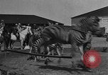 Standbild Zebras und Pferde im Circus Sarasota Florida USA, 1930, aus Sekunde 13 historischem Filmmaterial Videoclip 65675041973