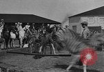 Standbild Zebras und Pferde im Circus Sarasota Florida USA, 1930, aus Sekunde 14 historischem Filmmaterial Videoclip 65675041973