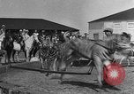 Standbild Zebras und Pferde im Circus Sarasota Florida USA, 1930, aus Sekunde 15 historischem Filmmaterial Videoclip 65675041973