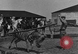 Standbild Zebras und Pferde im Circus Sarasota Florida USA, 1930, aus Sekunde 18 historischem Filmmaterial Videoclip 65675041973