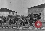 Standbild Zebras und Pferde im Circus Sarasota Florida USA, 1930, aus Sekunde 19 historischem Filmmaterial Videoclip 65675041973