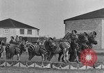 Standbild Zebras und Pferde im Circus Sarasota Florida USA, 1930, aus Sekunde 20 historischem Filmmaterial Videoclip 65675041973