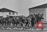 Standbild Zebras und Pferde im Circus Sarasota Florida USA, 1930, aus Sekunde 21 historischem Filmmaterial Videoclip 65675041973