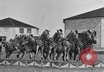 Standbild Zebras und Pferde im Circus Sarasota Florida USA, 1930, aus Sekunde 24 historischem Filmmaterial Videoclip 65675041973