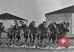 Standbild Zebras und Pferde im Circus Sarasota Florida USA, 1930, aus Sekunde 25 historischem Filmmaterial Videoclip 65675041973