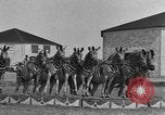 Standbild Zebras und Pferde im Circus Sarasota Florida USA, 1930, aus Sekunde 27 historischem Filmmaterial Videoclip 65675041973