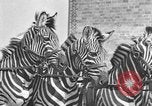 Standbild Zebras und Pferde im Circus Sarasota Florida USA, 1930, aus Sekunde 28 historischem Filmmaterial Videoclip 65675041973