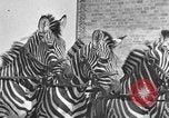 Standbild Zebras und Pferde im Circus Sarasota Florida USA, 1930, aus Sekunde 29 historischem Filmmaterial Videoclip 65675041973