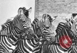 Standbild Zebras und Pferde im Circus Sarasota Florida USA, 1930, aus Sekunde 30 historischem Filmmaterial Videoclip 65675041973