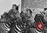 Standbild Zebras und Pferde im Circus Sarasota Florida USA, 1930, aus Sekunde 31 historischem Filmmaterial Videoclip 65675041973